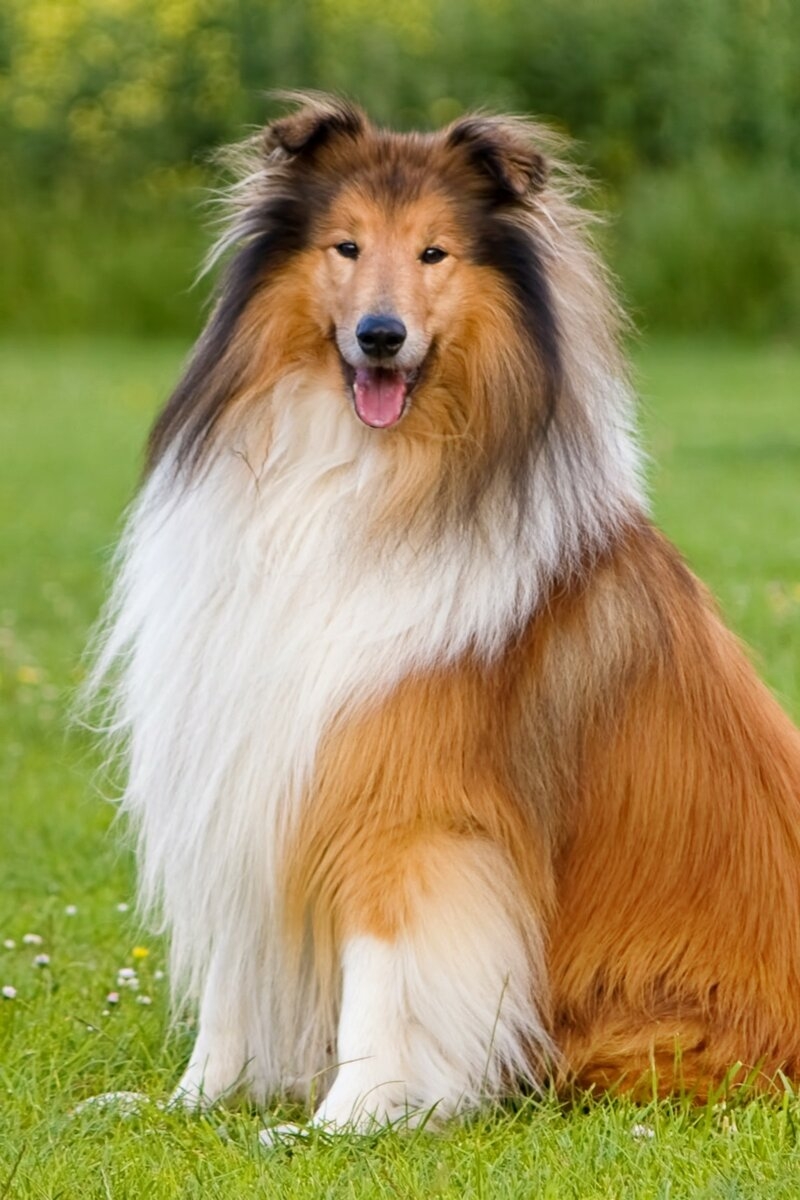 Королевский колли