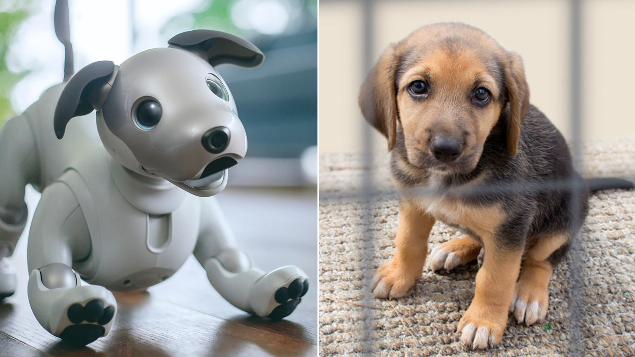Роботы собаки похожие на настоящих