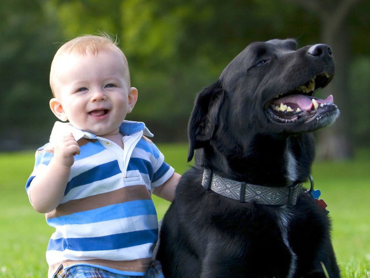 Собака хочет мальчика. Для детей. Животные. Собака для детей. Добрые собаки для детей. Самые лучшие собаки для детей.