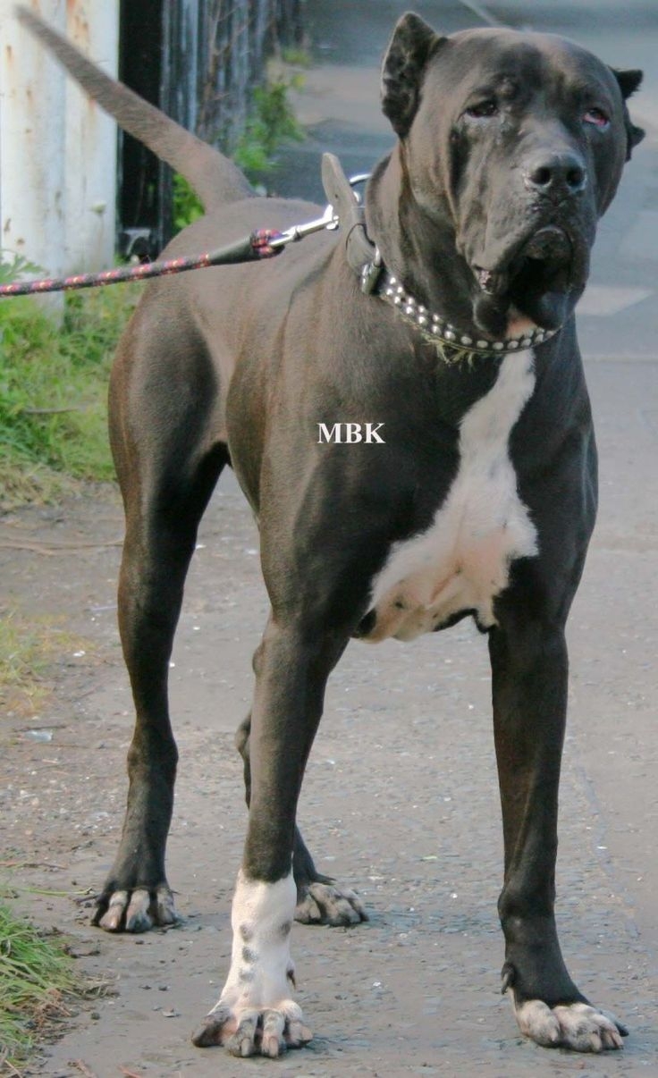 Минибуль и бультерьер