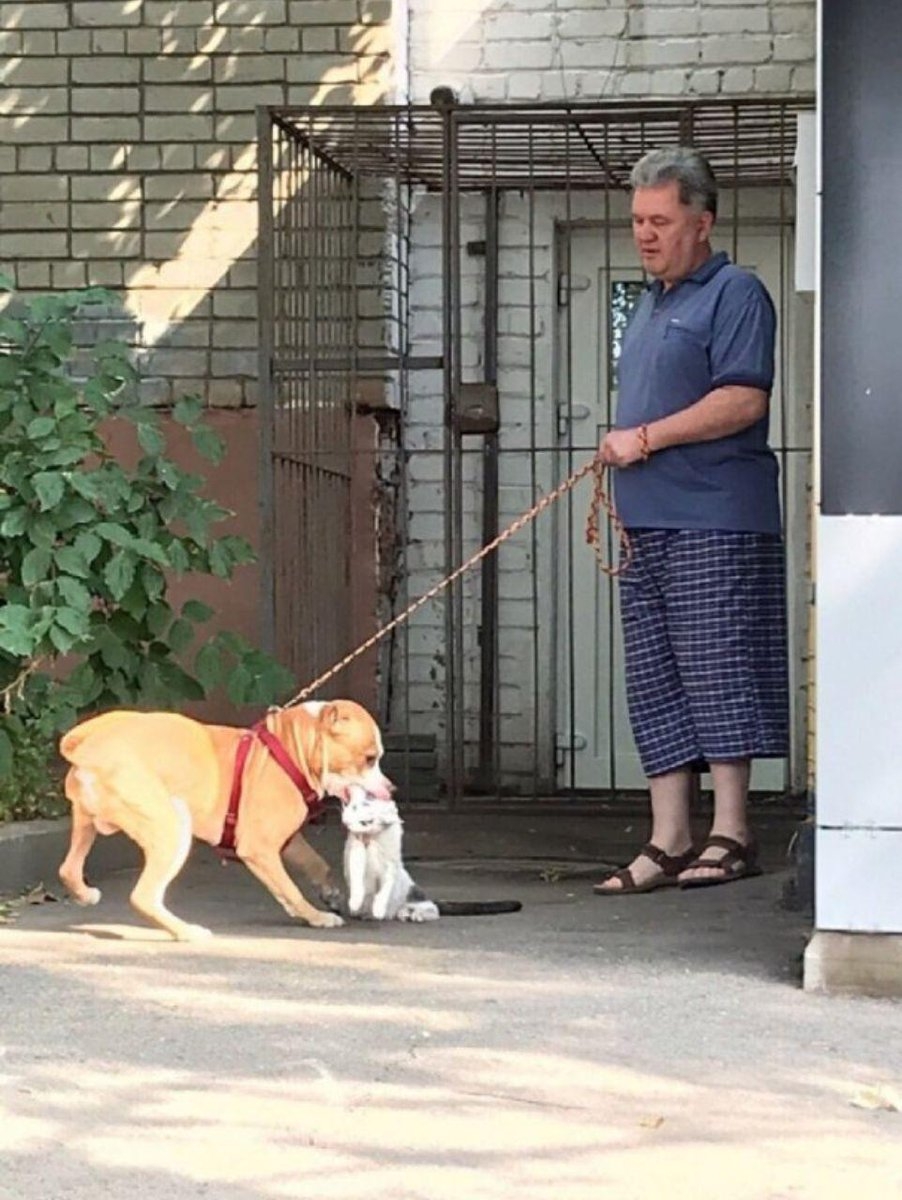 Ребенок с большой собакой