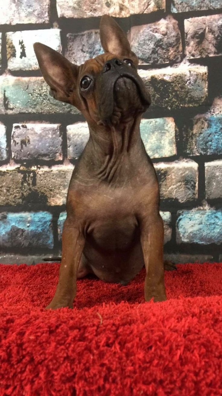 Chinese Chongqing Dog