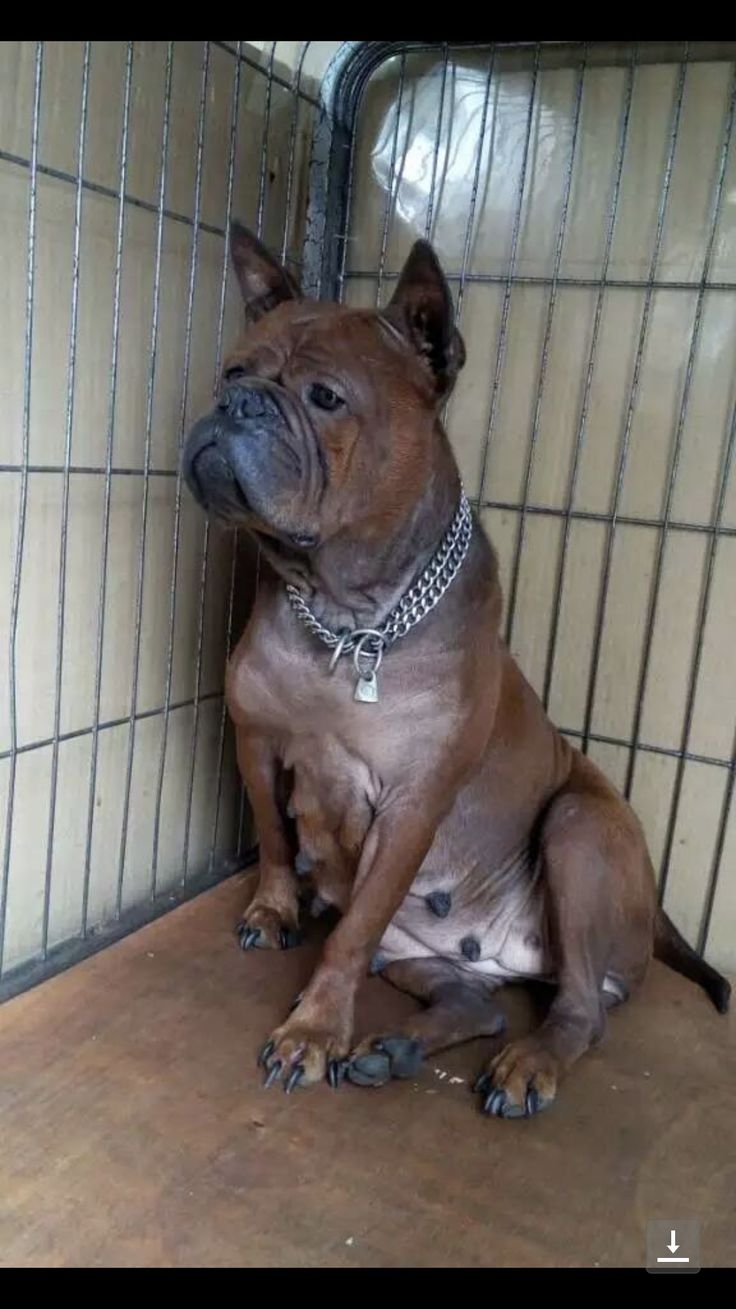 Чунцин бульдог