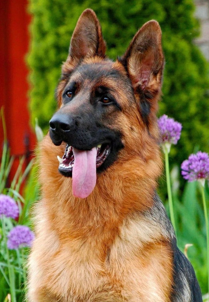 German Shepherd немецкая овчарка