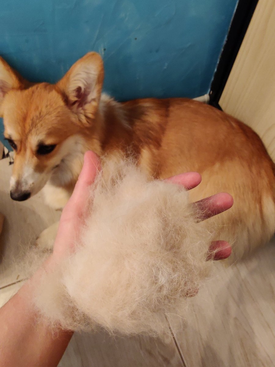 Корги Попов