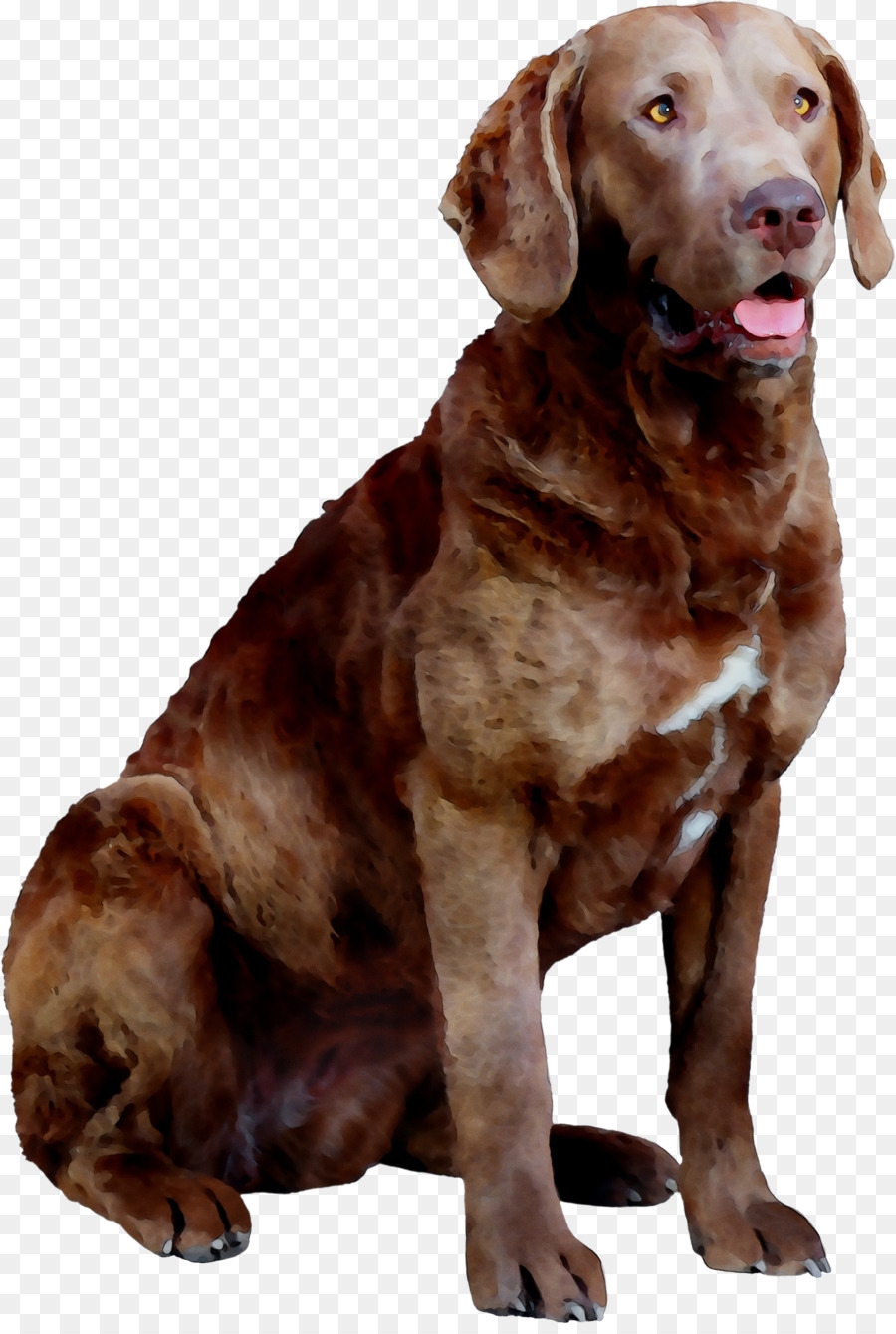 Chesapeake Bay Retriever Puppies for sale in Delaware