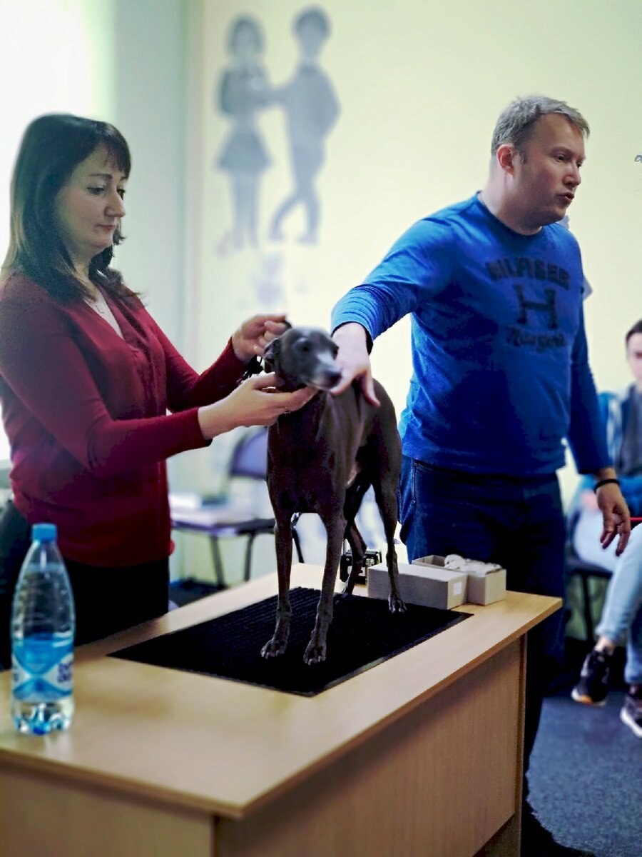 Английский бульдог выставка