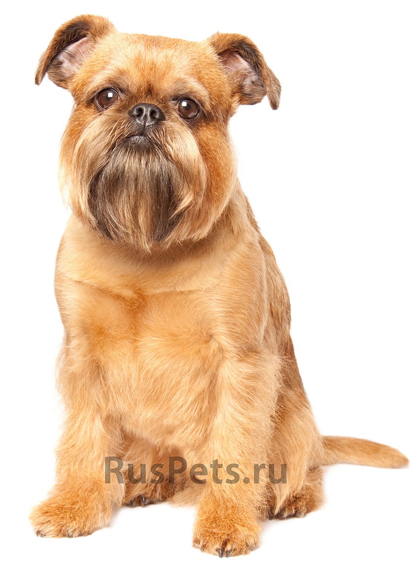 Брюссельский гриффон