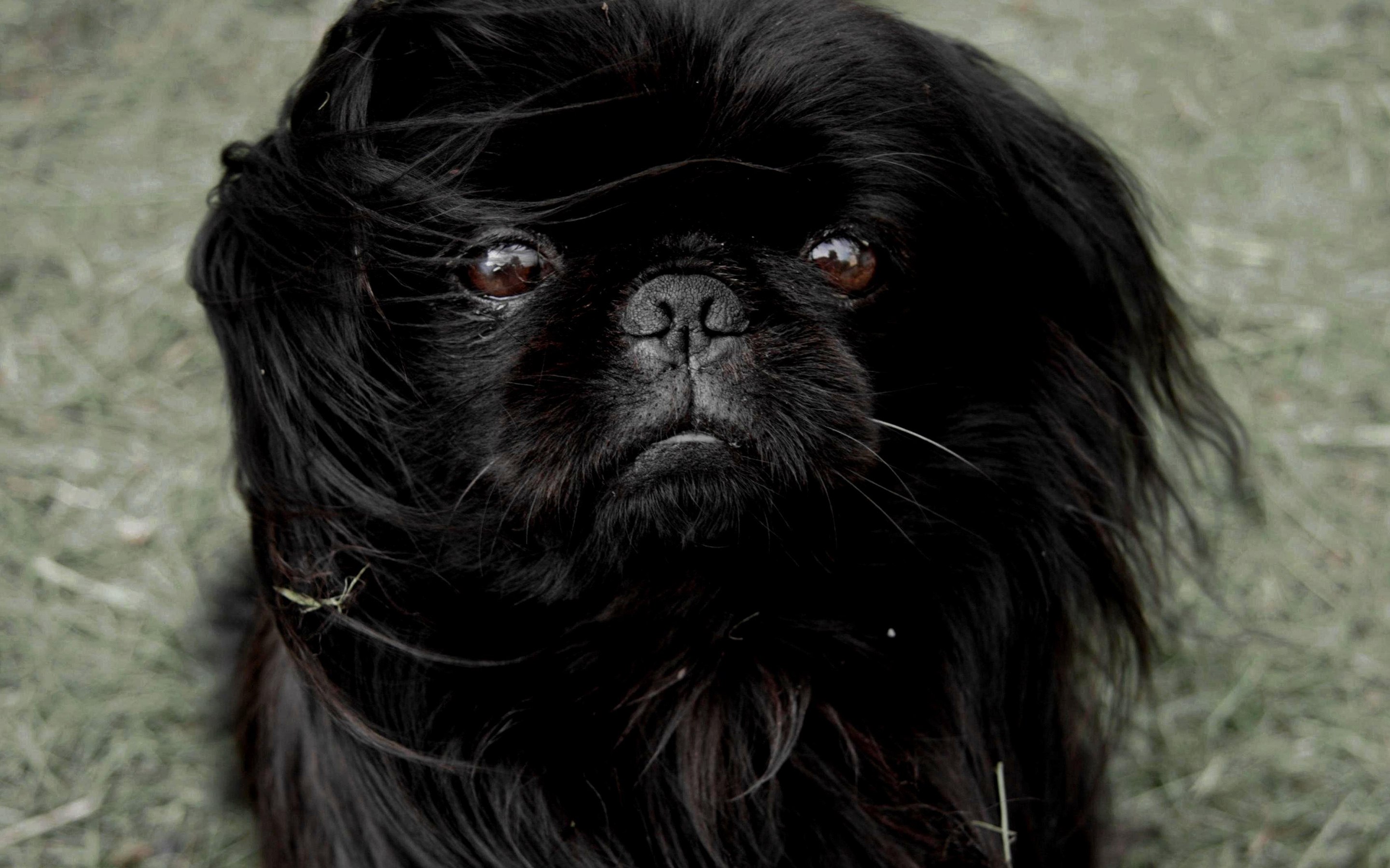Японская черная порода. Королевский Пекинес черный. Собака Пекинес черный. Императорский Пекинес. Карликовый Королевский черный Пекинес.