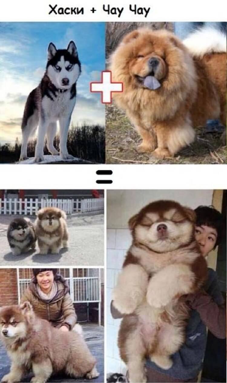 Помесь корги и хаски