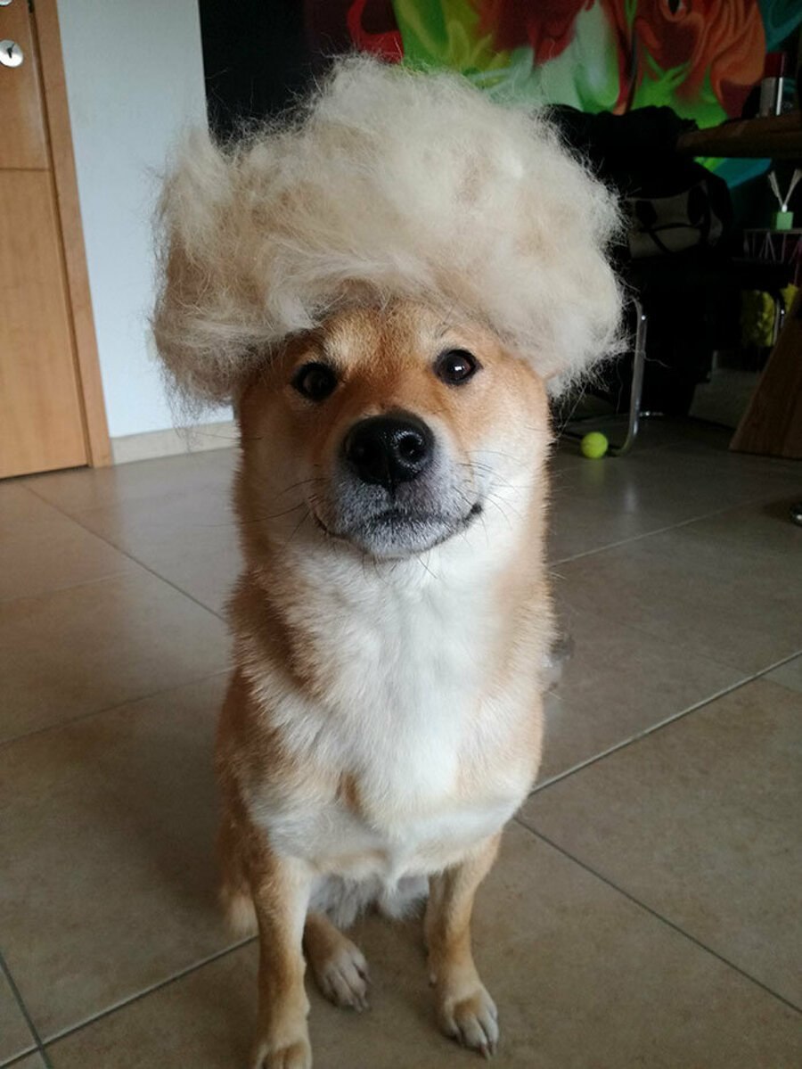 Собака много шерсти