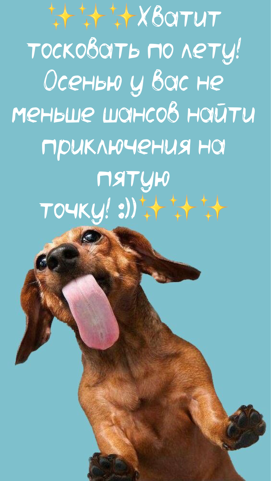 Заставка на телефон такса