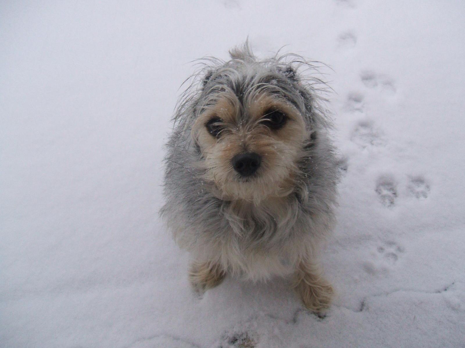 Снег голодный. Замерзший щенок. Собака мерзнет. Цуцик замерз.