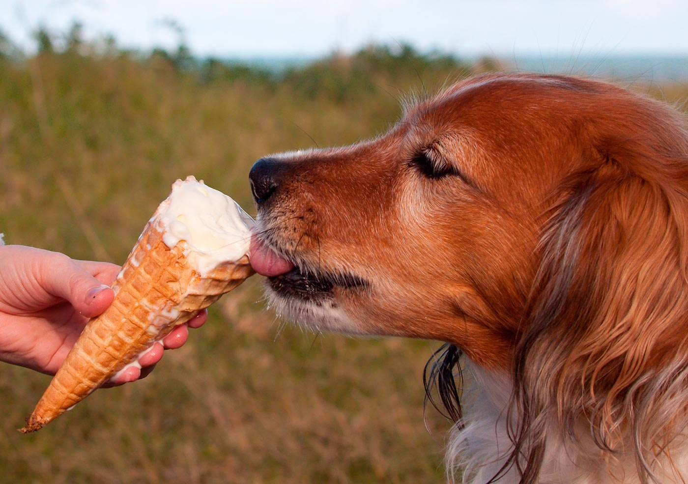 Можно собаку съесть. Собака кушает. Еда для животных. Мороженое для собак. Вкусняшка для собак.