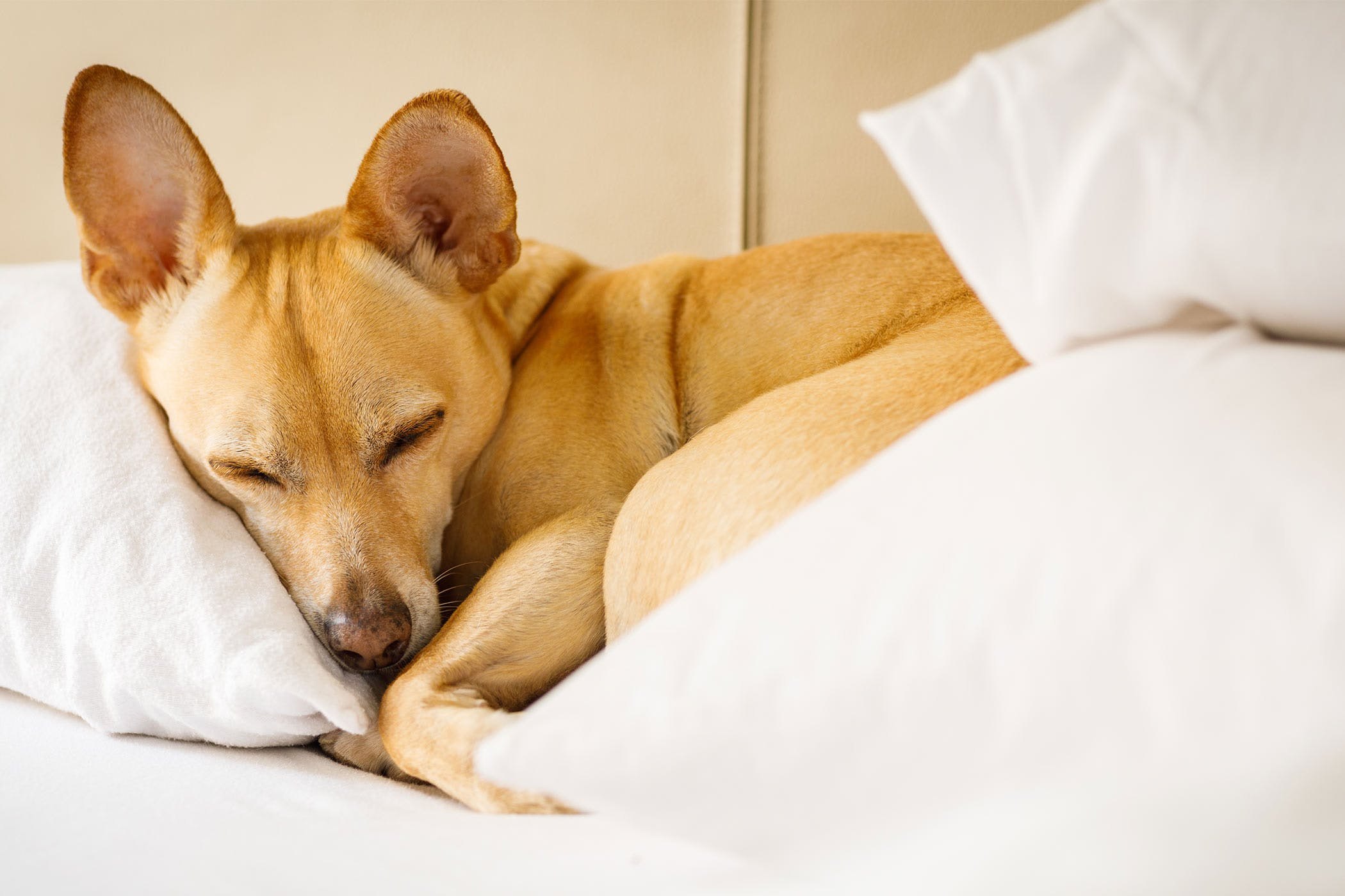Почему собаки спят на кровати. Собака писается во сне. Собака ночью.
