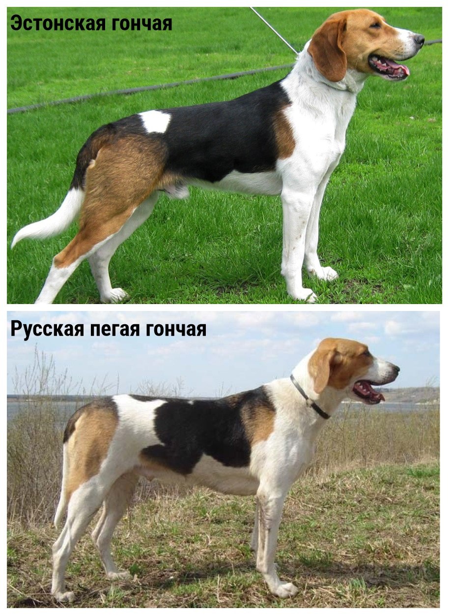 Русская пегая гончая и Эстонская гончая