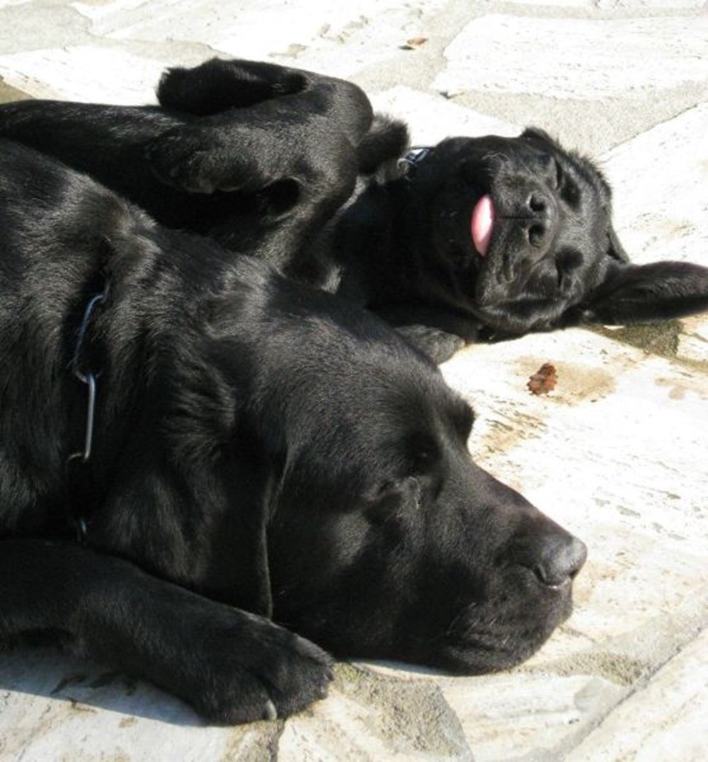 Черная собака во сне женщине к чему
