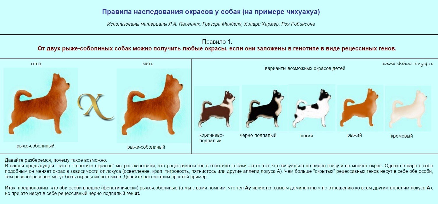 Цвет шерсти собак. Генетика чихуахуа наследование окрасов. Чихуа стандарт породы окрасы. Наследование окраски шерсти у собак. Наследование окрасов у чихуахуа.