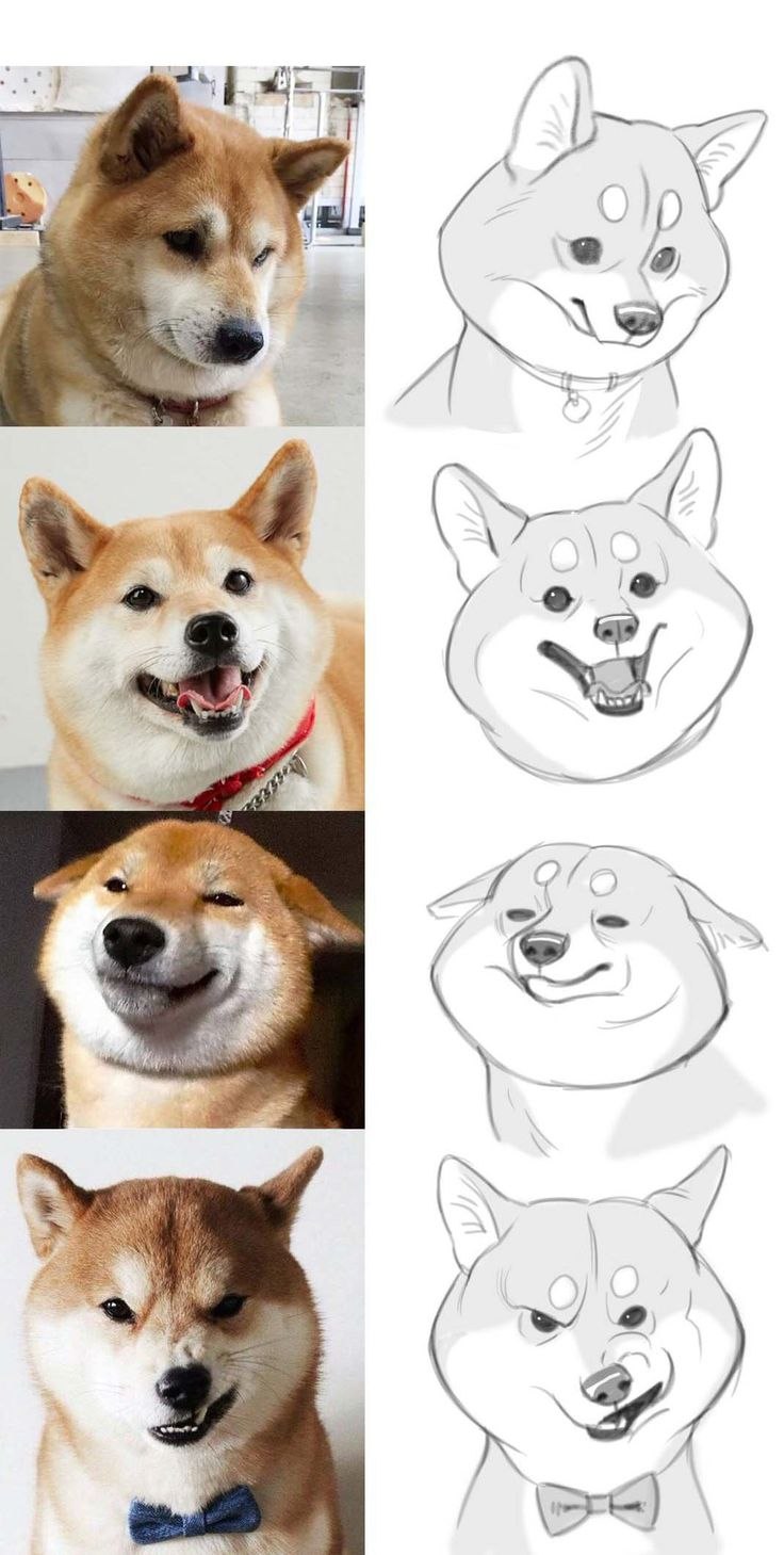 Сиба ину гримасы
