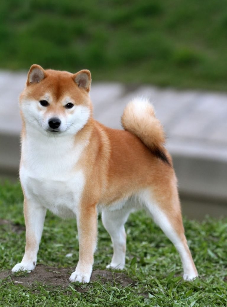 Японские породы собак (83 фото)