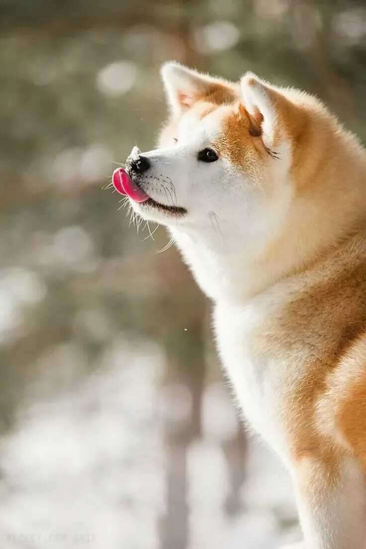 Киба ину