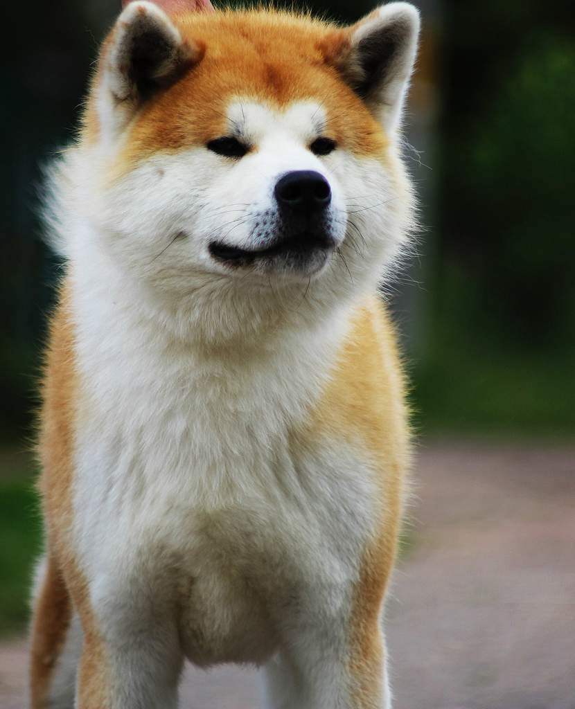 Киба ину