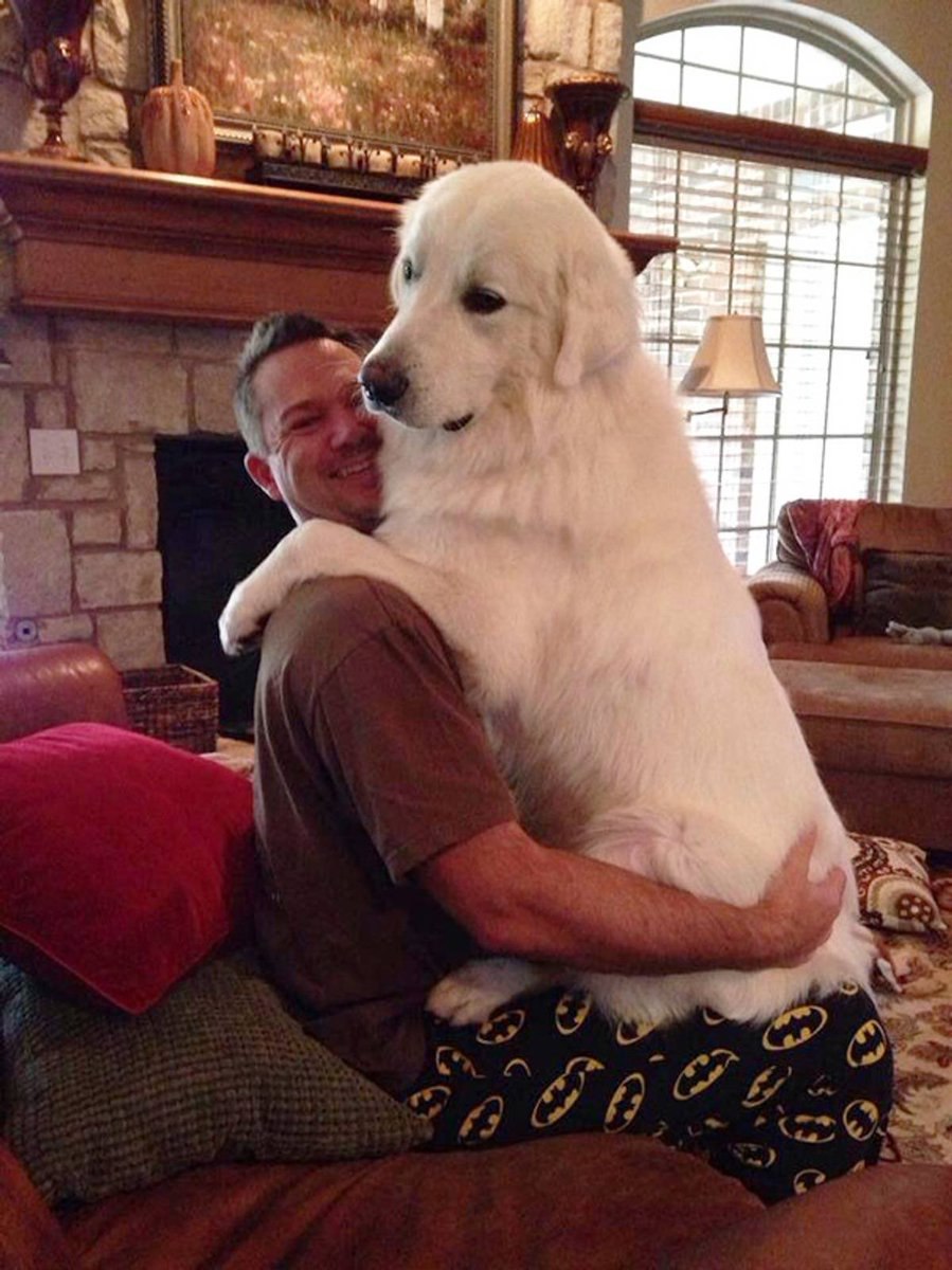 Очень крупная порода собак. Большой собака. Породы самых больших собак. Гигантские собаки. Собаки больших размеров.