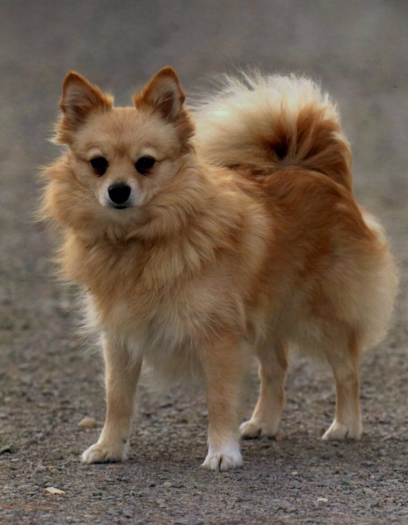 Немецкий шпиц средний