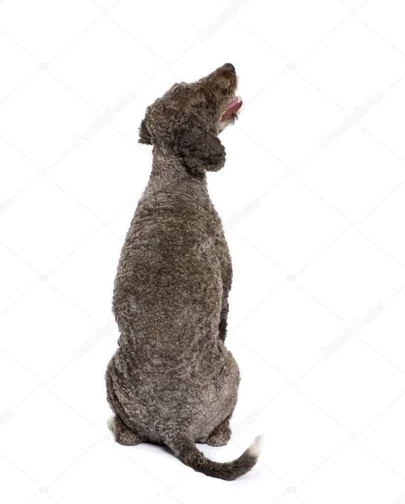 Собака сидит спиной