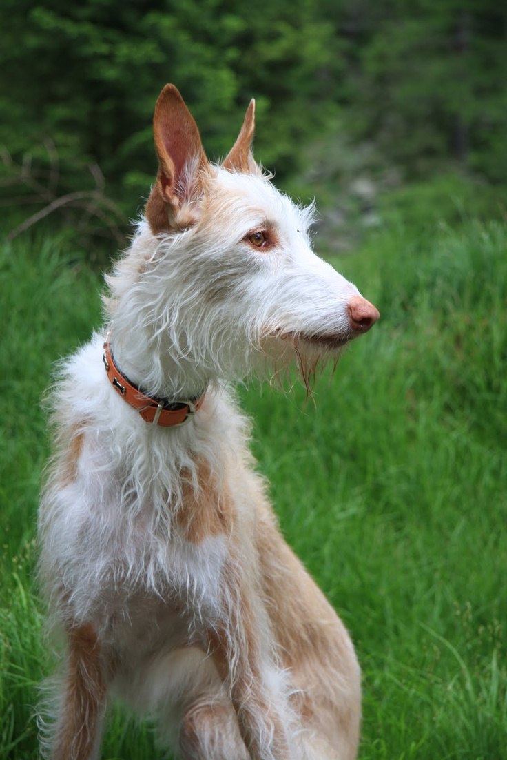 Ibizan Hound порода собак