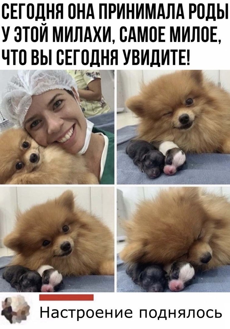 Шпиц 30 кг