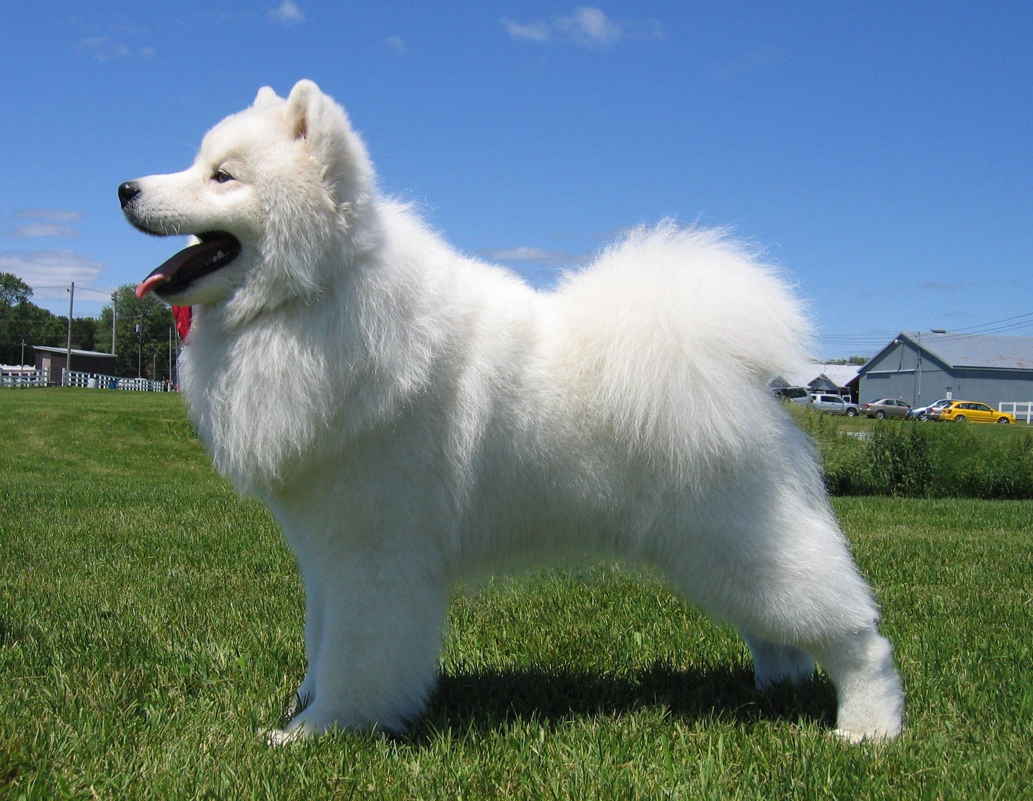 Крупная белая порода собак. Самоеды порода собак. Самоедская лайка. Сибирская лайка самоед. Белая лайка самоед.
