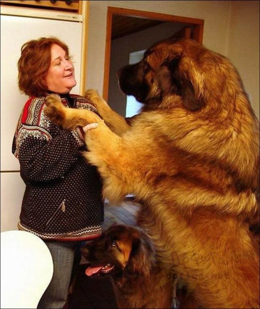 Тибетский мастиф