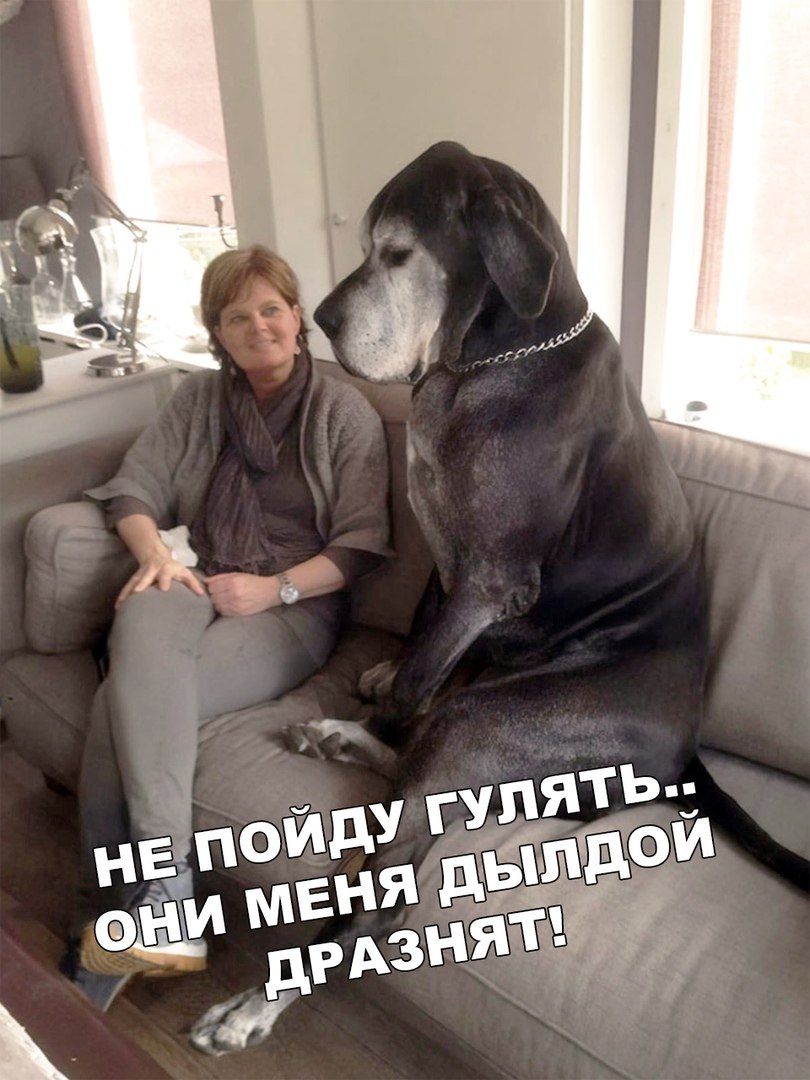 Большие собаки с человеком