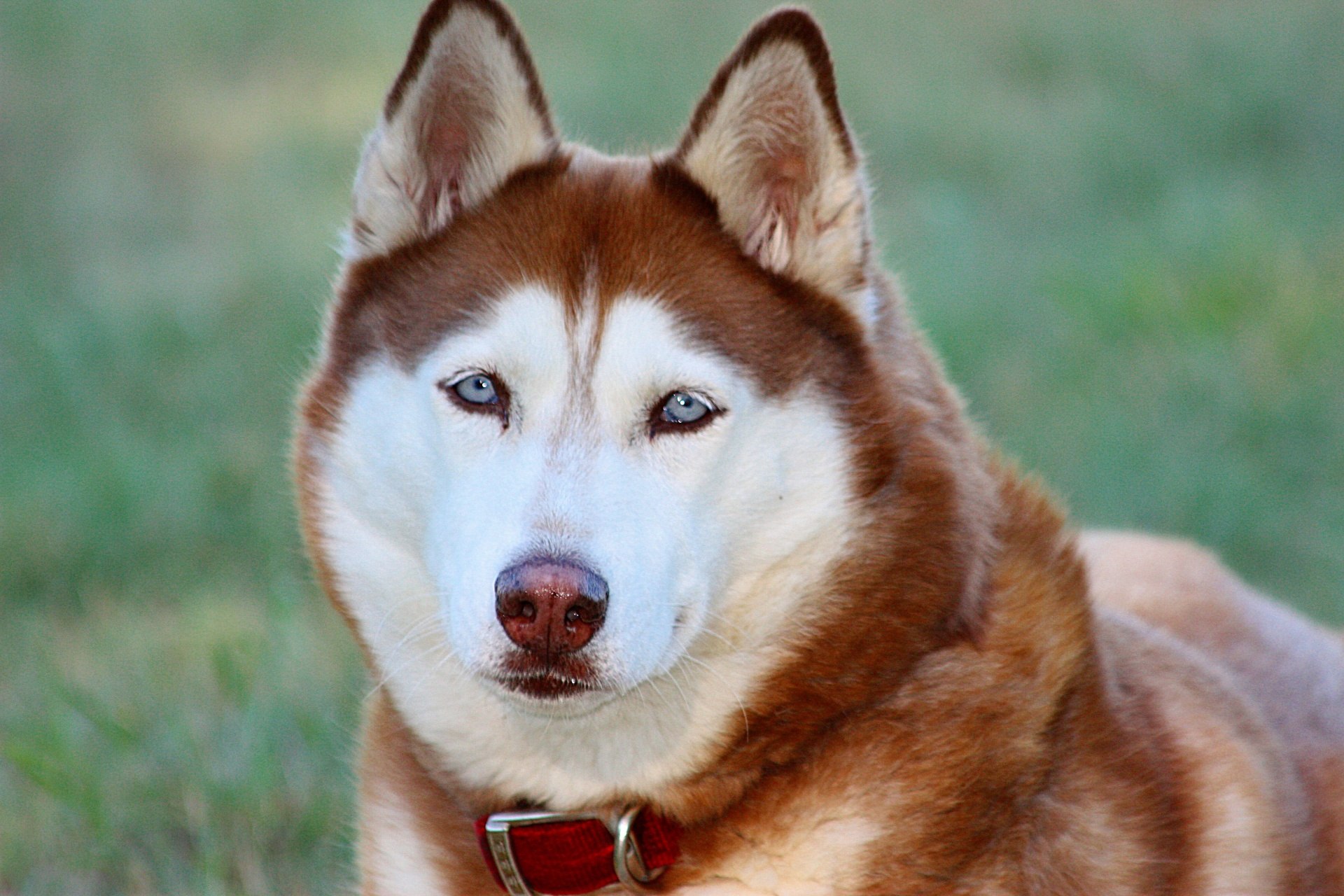 Порода собак с голубыми глазами. Сибирский хаски. Сибирский хаски медный. Сибирский хаски рыжий. Лайки хаски рыжие.