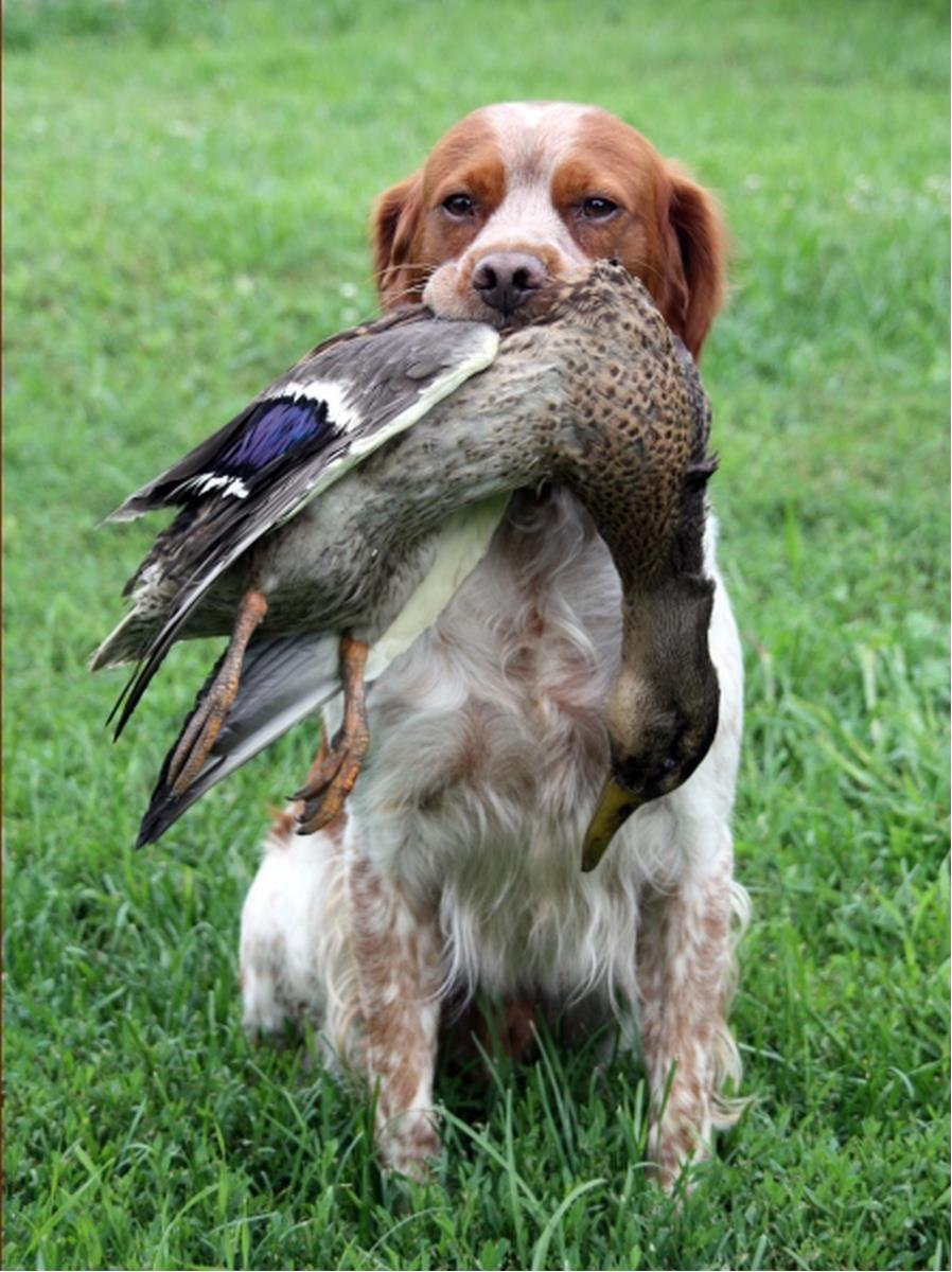 Brittany Spaniel Colors