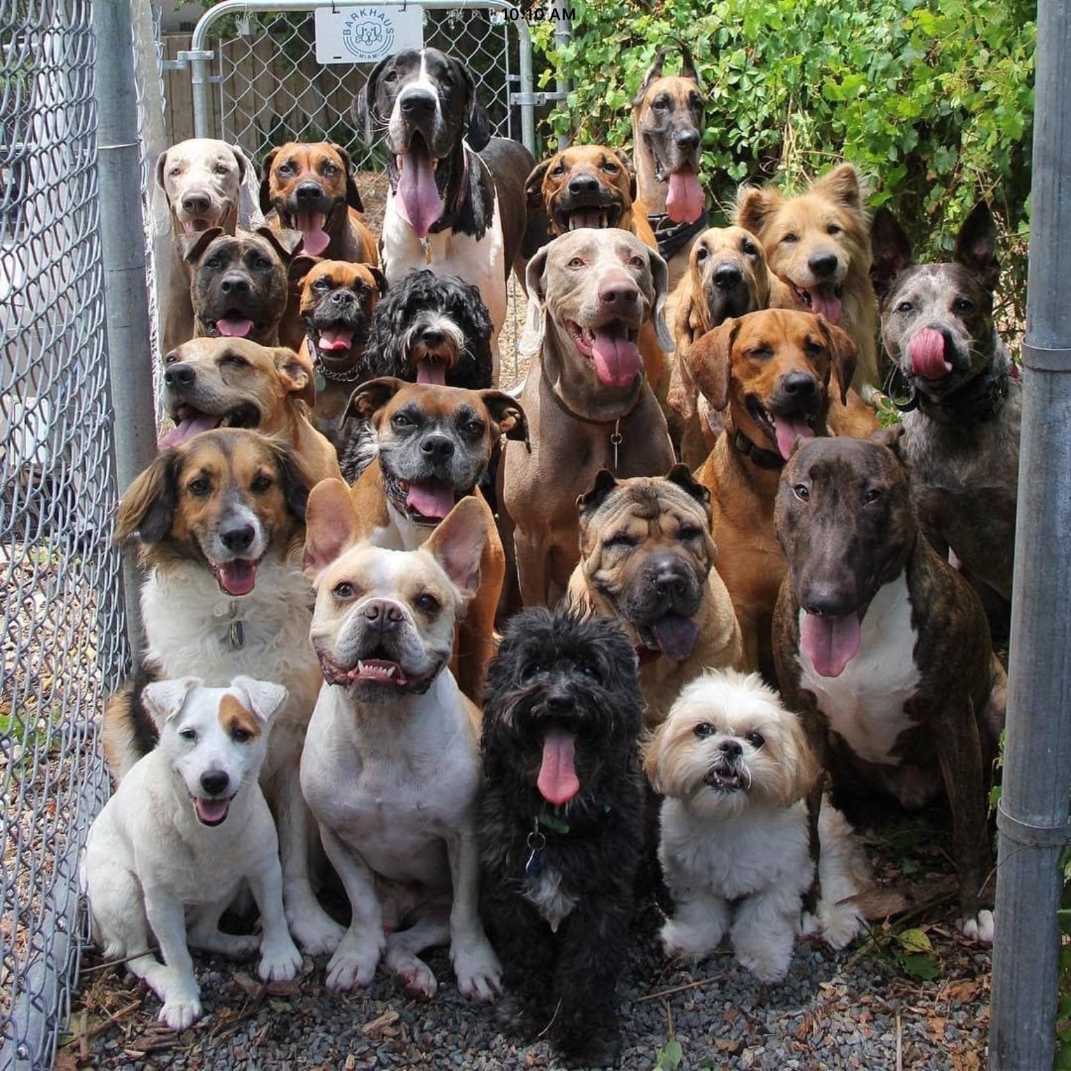 Картинка компания собак
