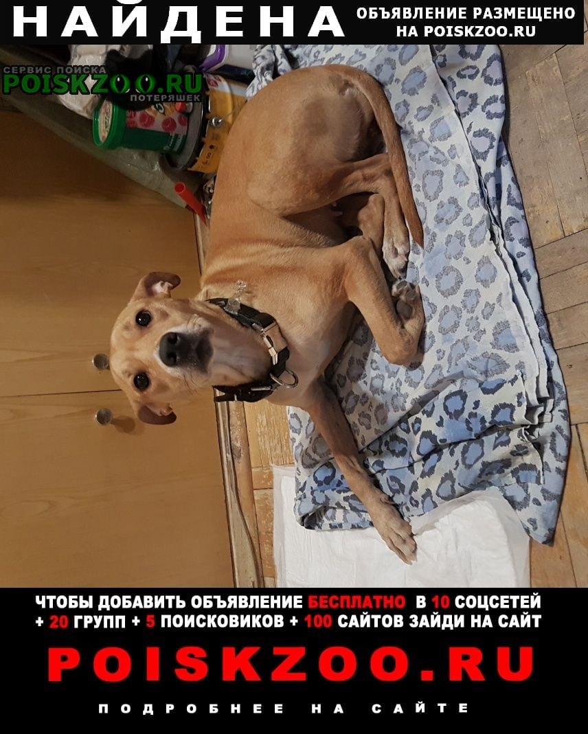 Кобель пес (91 фото)