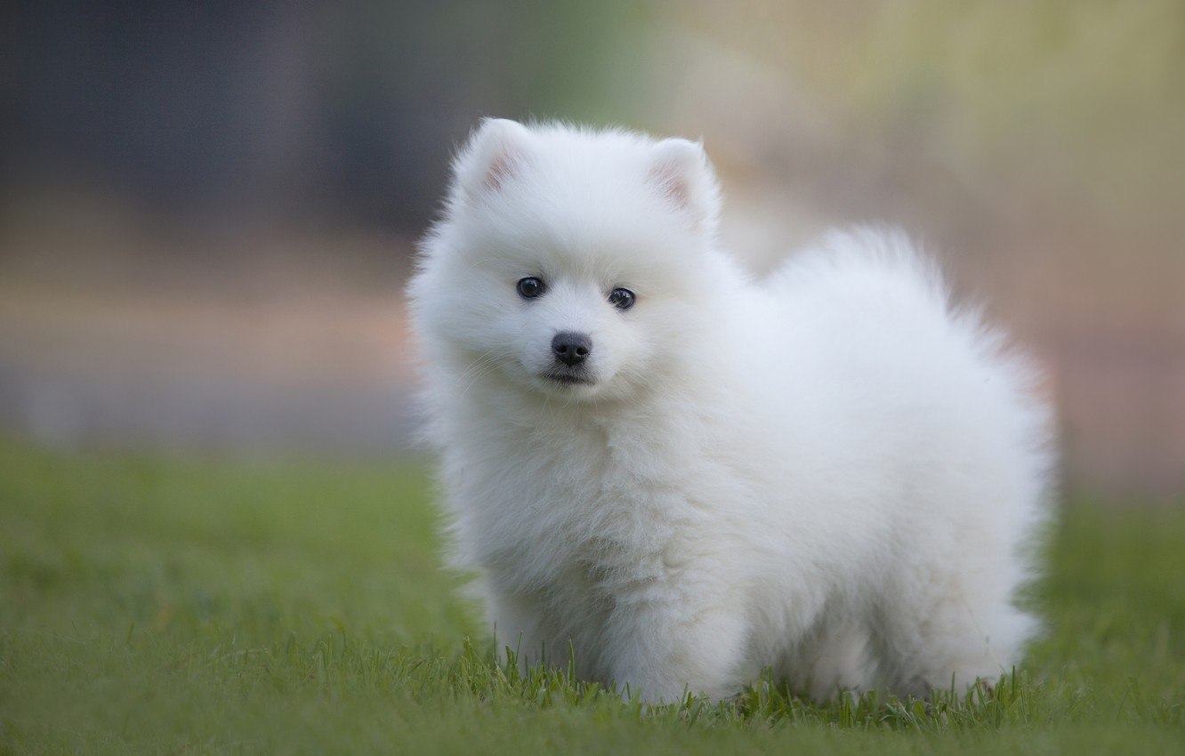 Мелкие породы собак белые (63 фото)