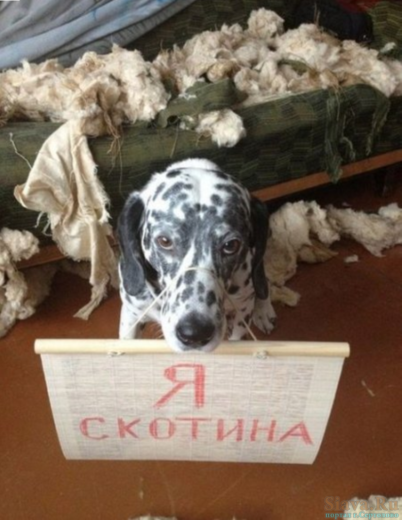 Конус для собак