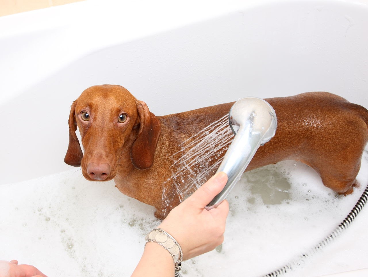 Сколько раз мыть собаку. Мытье таксы. Купание собаки. Собака купается в ванной. Такса моется.