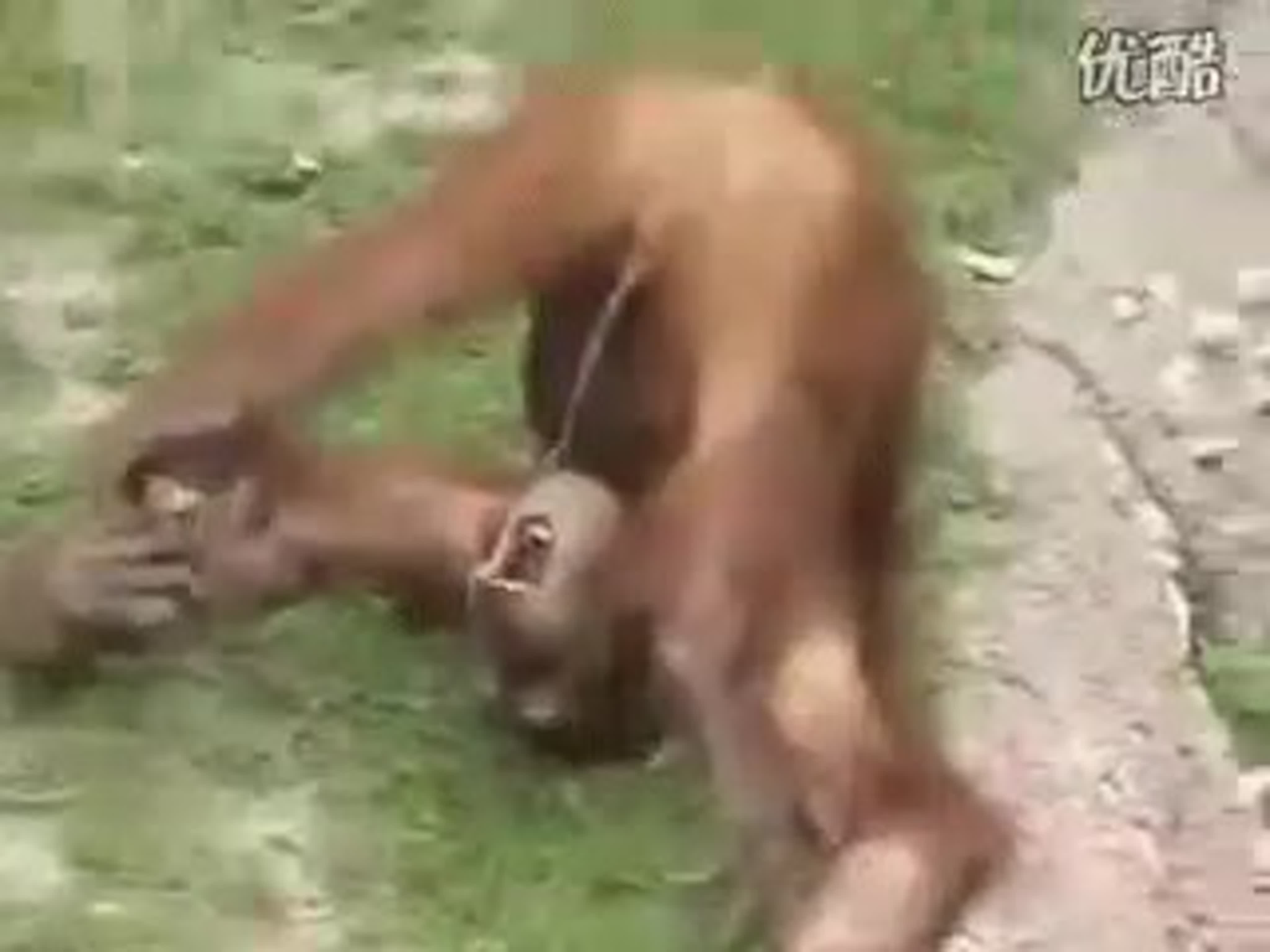 как обезьяна трахает человека фото 55