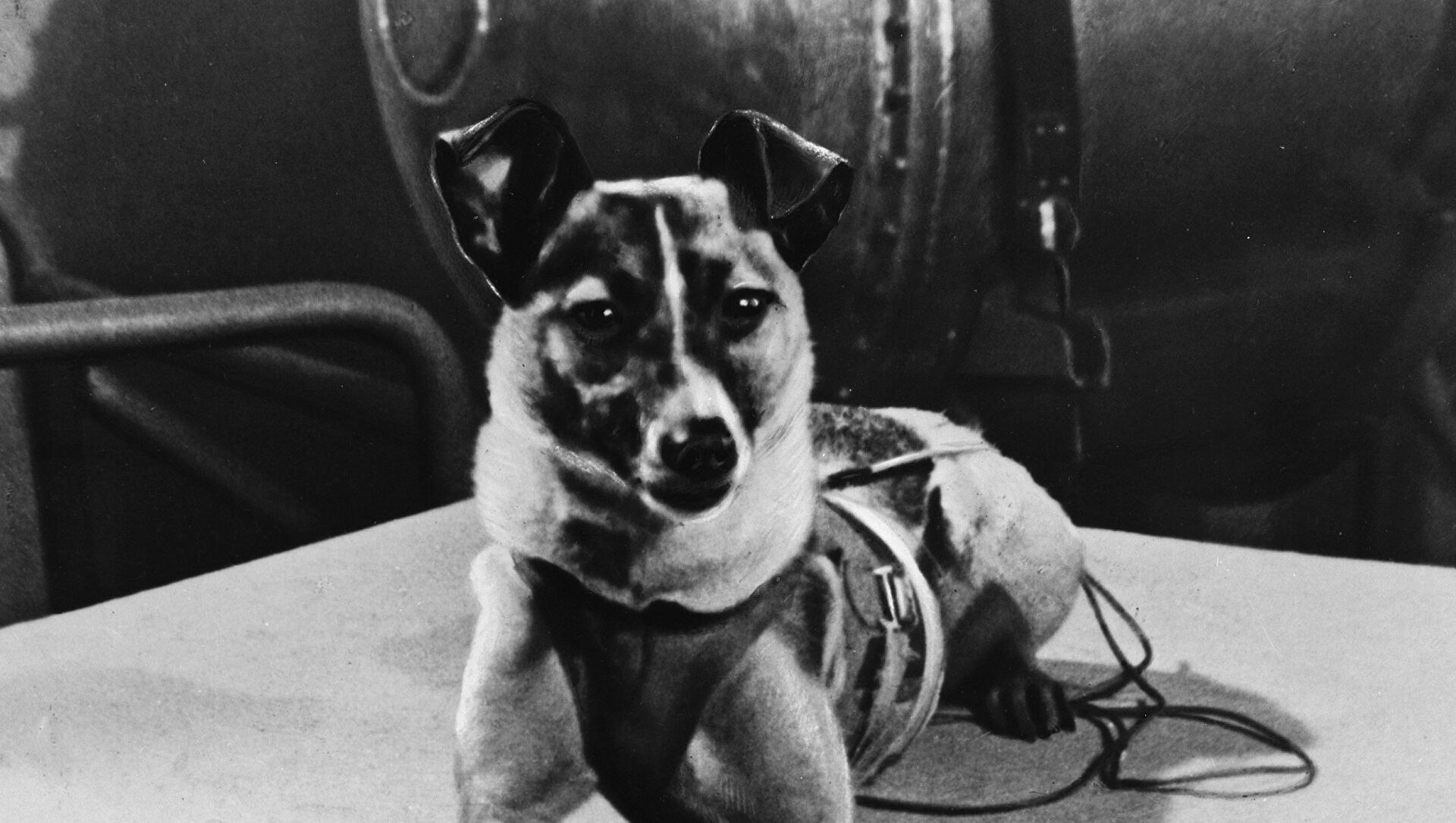 Первой собакой в космосе была. Лайка 1957. Собака лайка 1957. Первая собака в космосе лайка. Лайка космонавт.