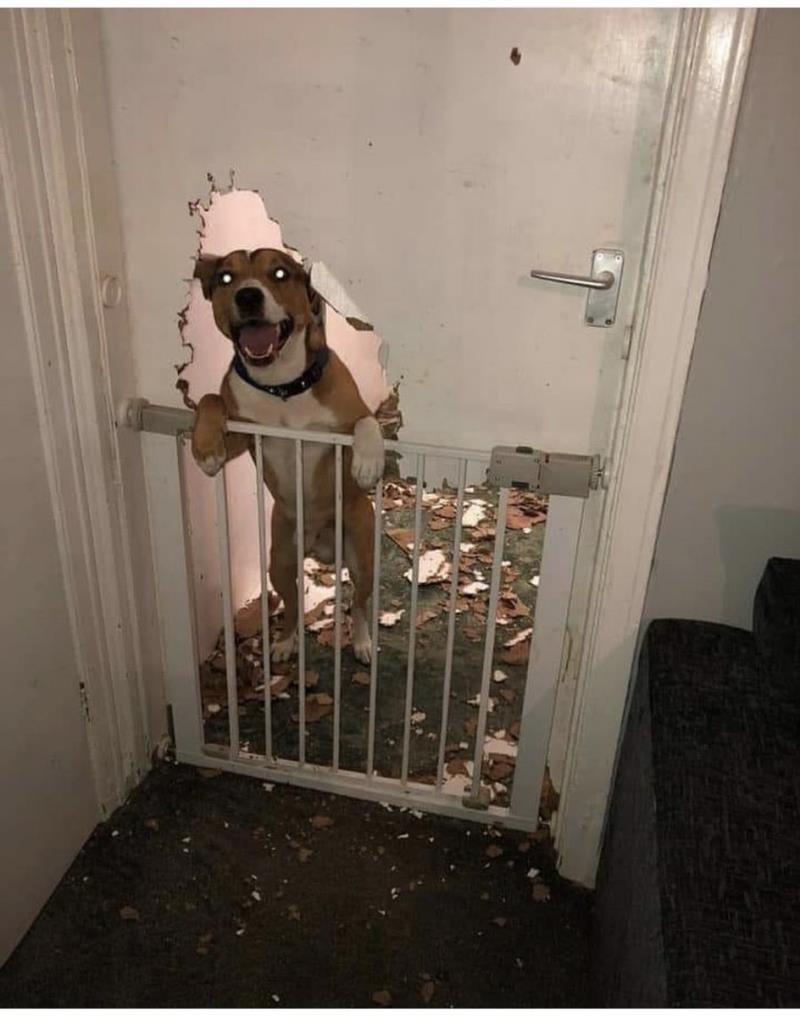 Собака разгрызла дверь