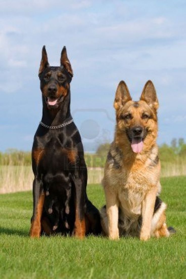 Doberman vs немецкая овчарка