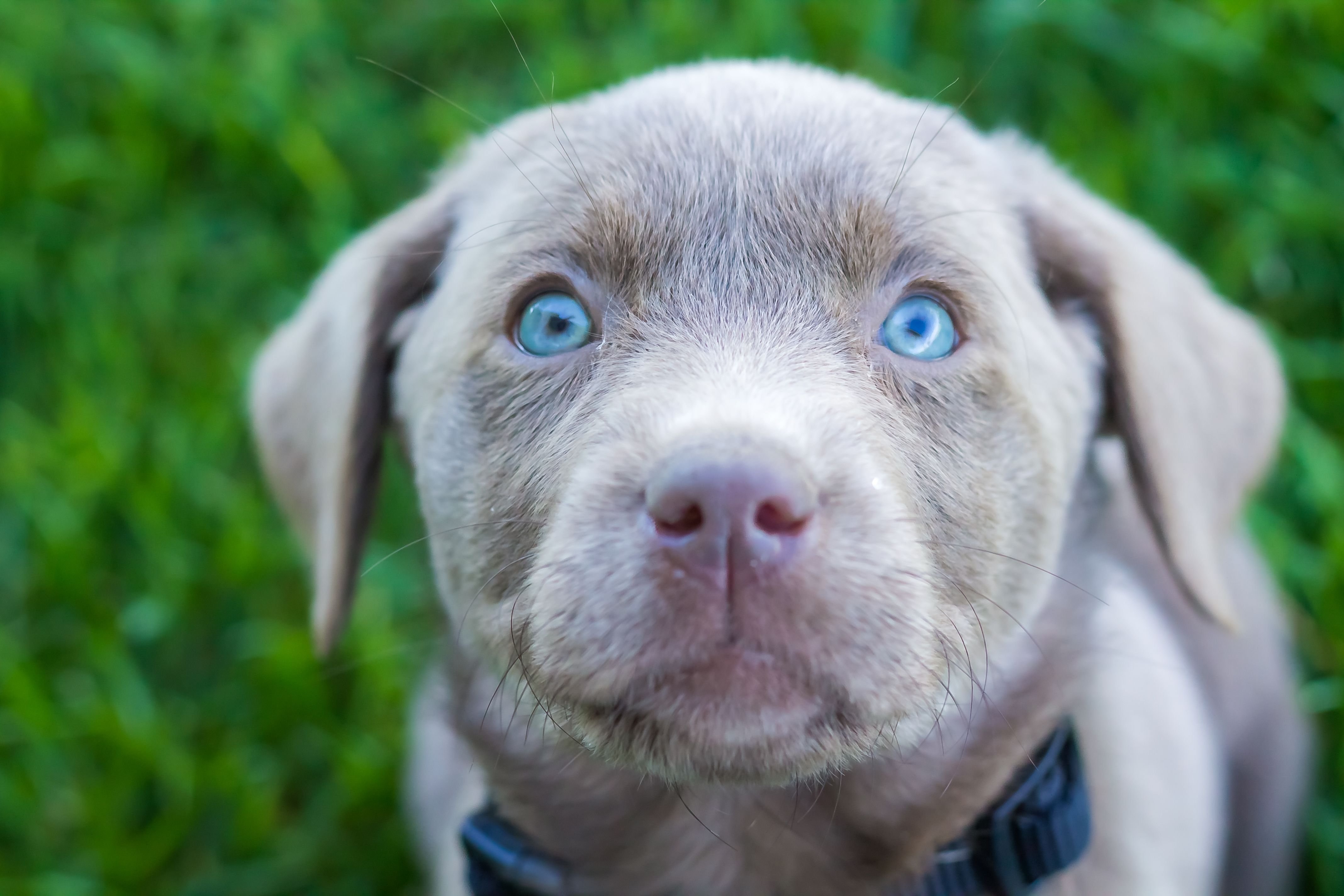 Глаза голубой собаки читать. Лабрадор ретривер серый. Лабрадор ретривер голубоглазый. Лабрадор шоколадный голубоглазый. Сильвер лабрадор.