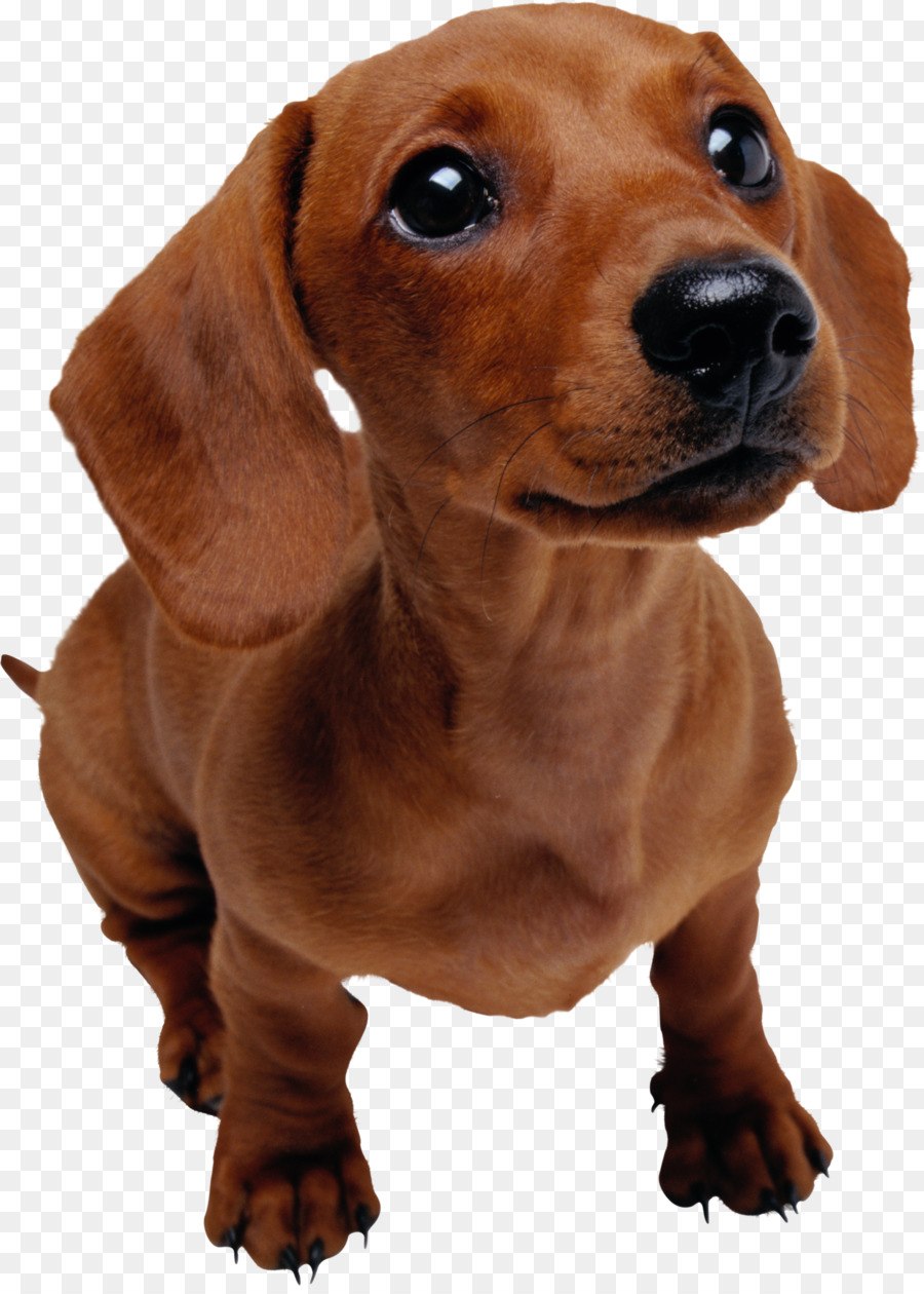 Корм для собак Purina Pro Plan Duo Delice
