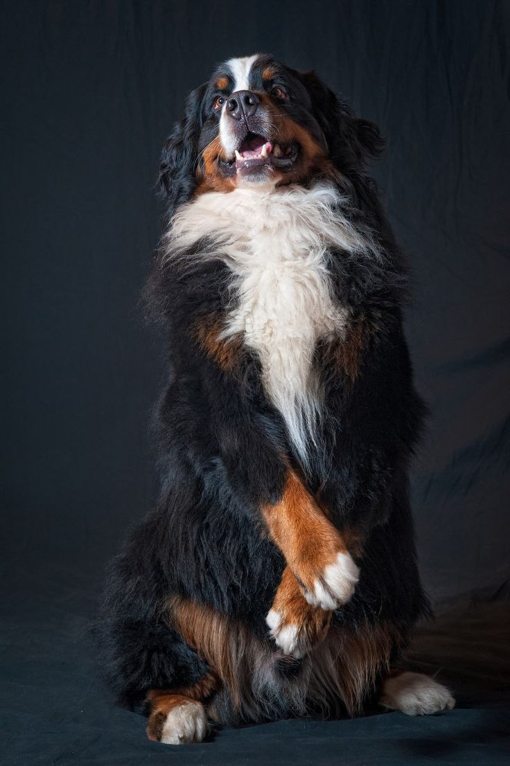 Bernese Mountain Dog Puppy