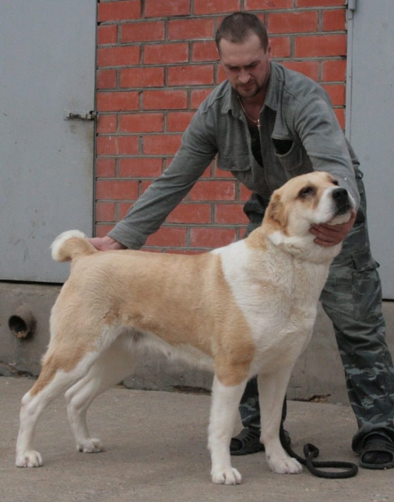 Алабай щенок