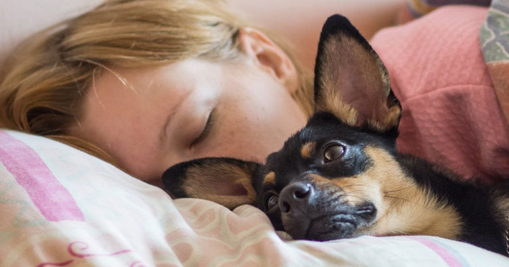Сон собаки защищают. К чему снится собака во сне.